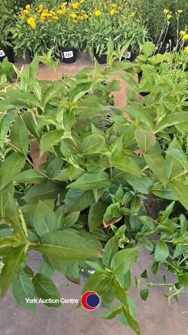 2 x Weigela, Bristol Ruby