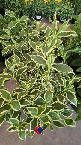 2 x Weigela, Florida Variegated