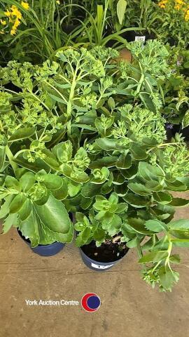 6 x Sedum, Autumn Joy