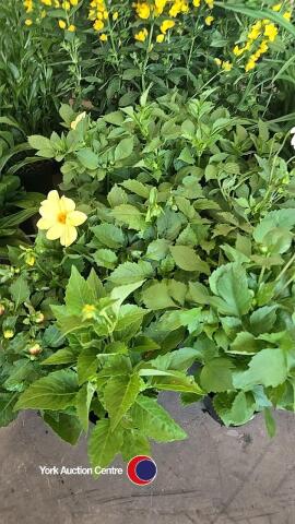 10 x mixed Dahlia