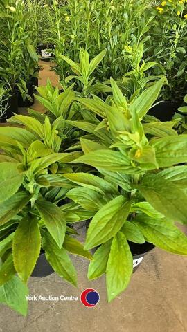 8 x Digitalis Grandiflora, yellow