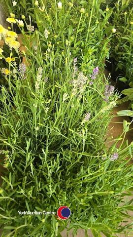 6 x Lavender Hidcote