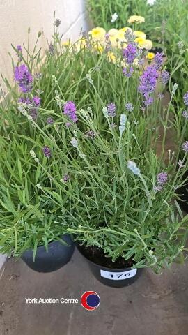 6 x Lavender Hidcote