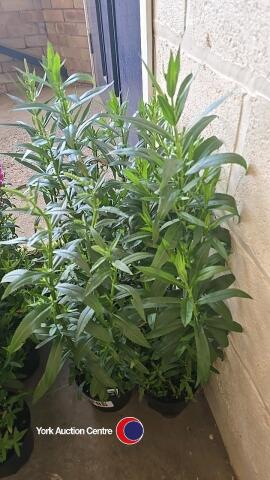 6 x Physostegia, Rosea