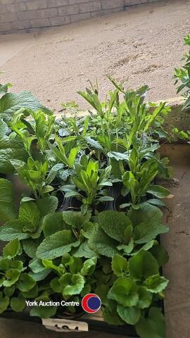 18 x Perennials, 3 each of Aquilegia, Verbena Rigida, Salvia Blue, Dorinicum Little Leo, Coreopsis Golden Joy, Foxglove