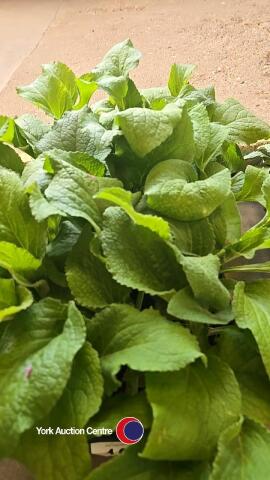 18 x Digitalis (Foxglove) white