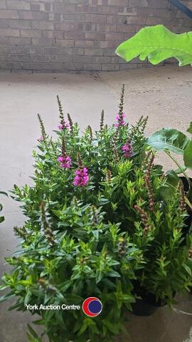 6 x Lythrum - Robin
