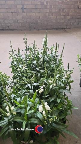 6 x Physostegia - Alba