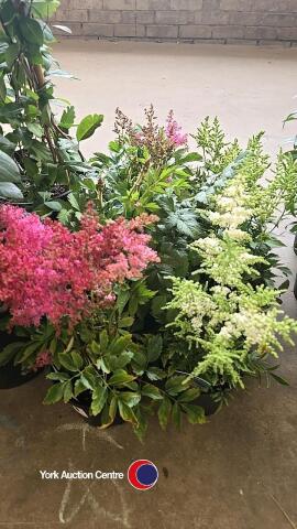 6 x Astilbe, 3 x pink and 3 x white