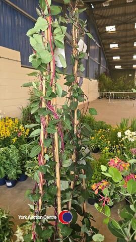 2 x Honeysuckle, Serotina