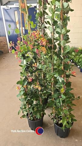 2 x Honeysuckle, Gold Flame