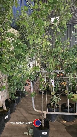 Quince Champion tree