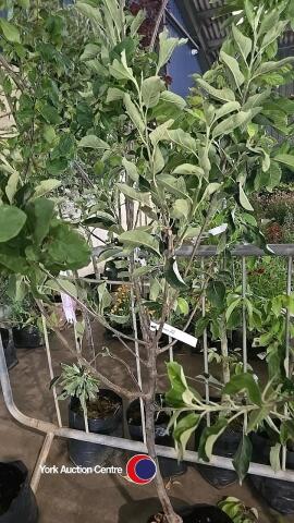 Katy Apple tree