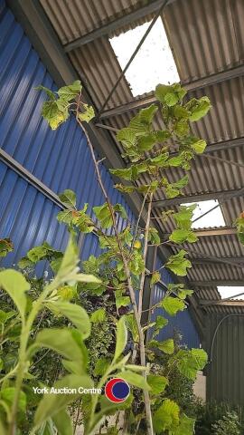 Yellow Perthshire Plum tree