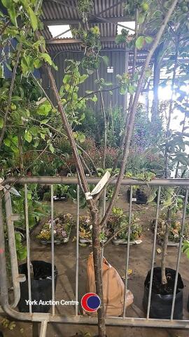 Marjorie seedling plum tree