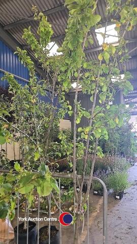 Plum tree Czar