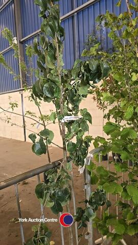 Pear tree, Louise Bonne of Jersey