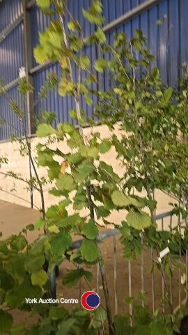 Hazelnut tree