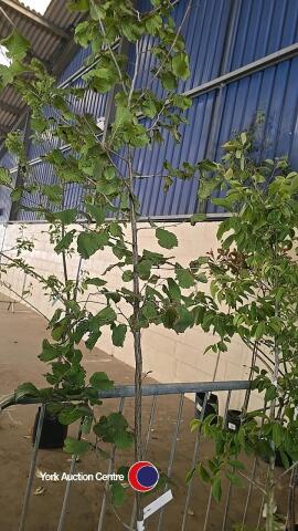 Hazelnut tree