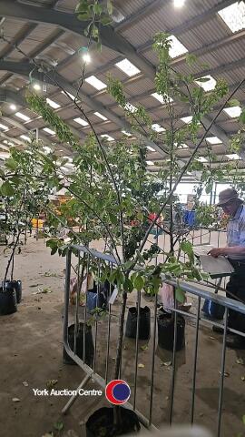 Victoria Plum, container grown