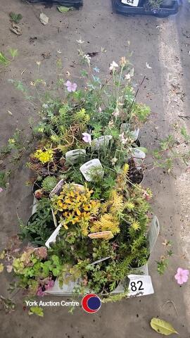 20 x mixed Alpine plants