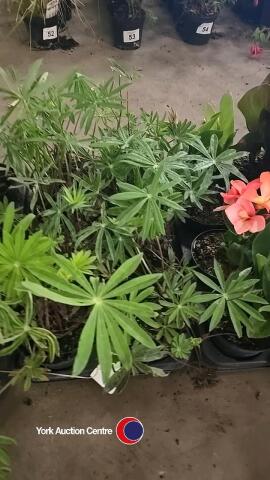 8 x Lupins