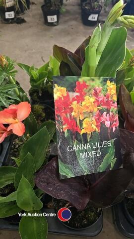8 x Canna lily