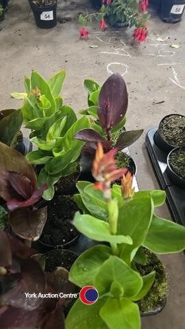 8 x Canna lily