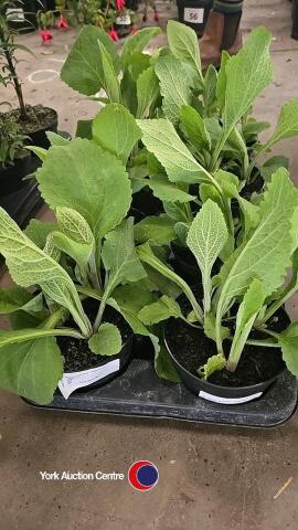 8 x foxgloves, 1L pot