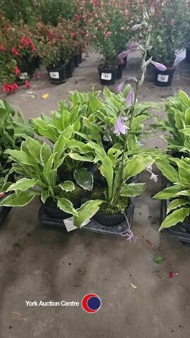 8 x Hosta, 1L pot