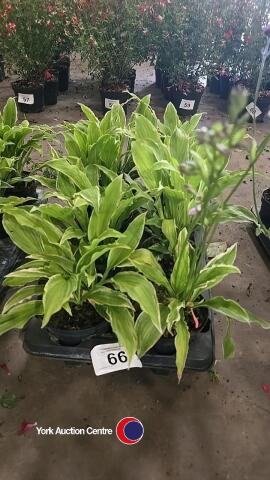 8 x Hosta, 1L pot