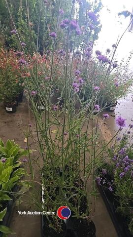 8 x Verbena Bonariensis, 1L pot