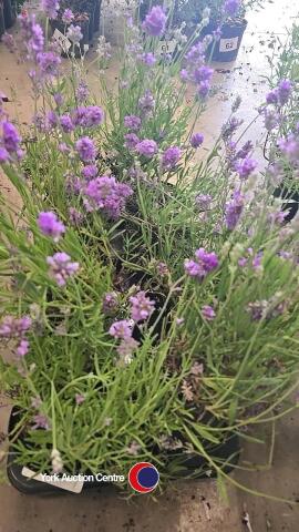 8 x Lavender, 1L pot
