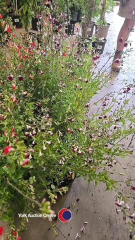 6 x Salvia Amethyst Lips