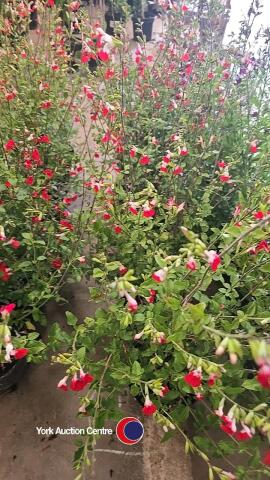 6 x Salvia Hot Lips