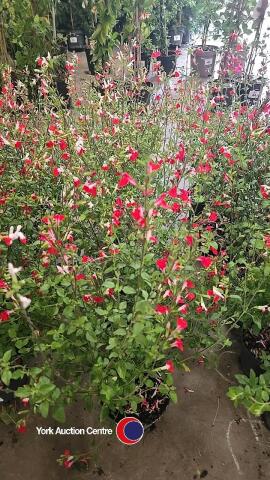 6 x Salvia Hot Lips