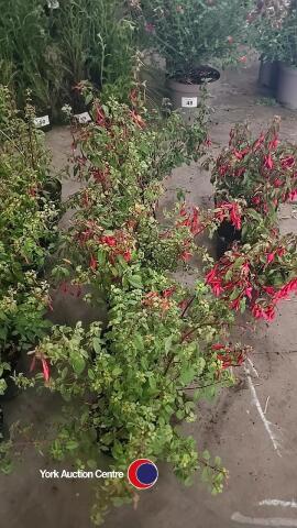 6 x Fushia Hardy Irish hedges