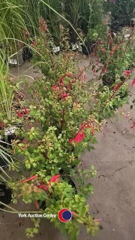 6 x Fushia Hardy Irish hedges