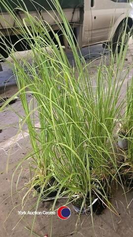 5 x Pampas grass