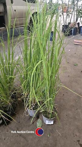 5 x Pampas grass