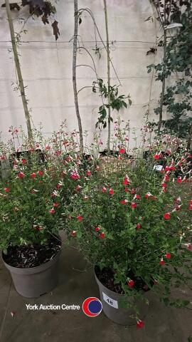2 x Salvia Hot Lips, 10L pot