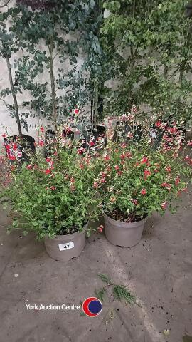 2 x Salvia Hot Lips, 10L pot
