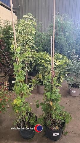 2 x Hop climbers
