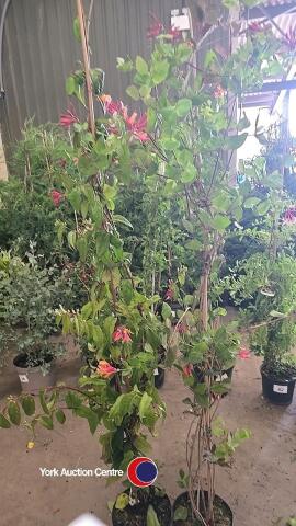2 x Honeysuckle climbers