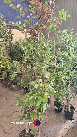 2 x Honeysuckle climbers