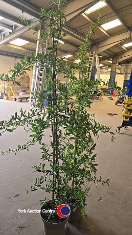 2 x Pyracantha