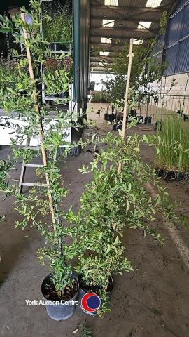 2 x Pyracantha