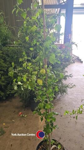 Hibiscus
