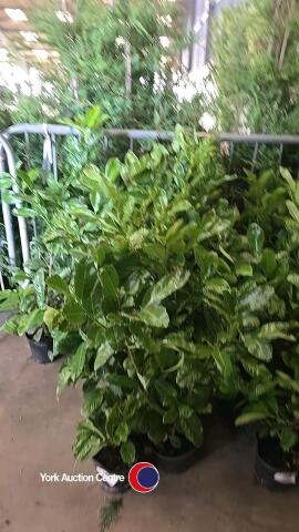 10 x Laurel bushes