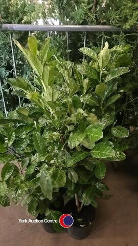 10 x Laurel bushes